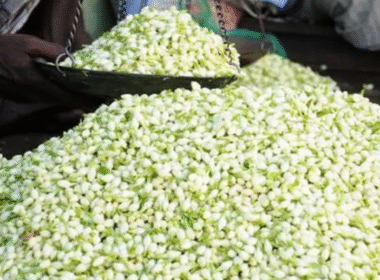 ஒரு கிலோ மல்லிகைப்பூ 4000 ரூபாய்.. அதிர்ச்சியில் பொதுமக்கள்..!